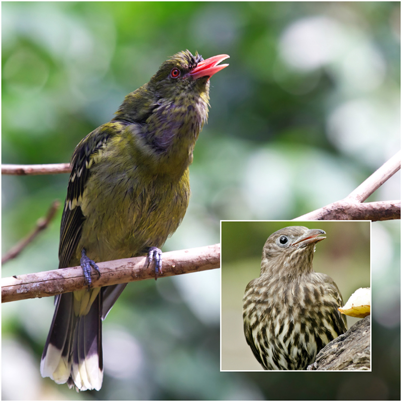 Australasian figbird